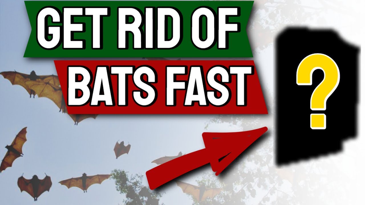 ≫ How To Get Rid Of Bats In Your Roof The Dizaldo Blog!
